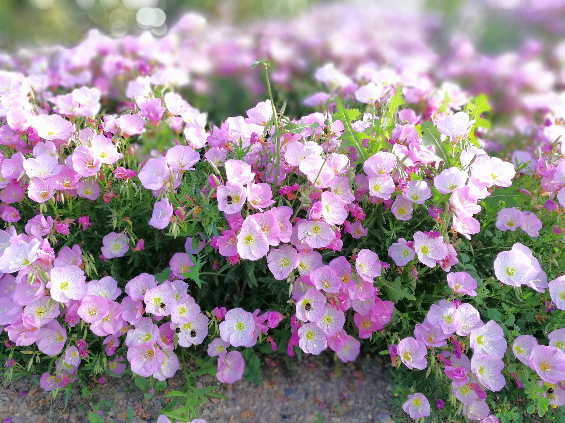 Fleurs roses en gros plan