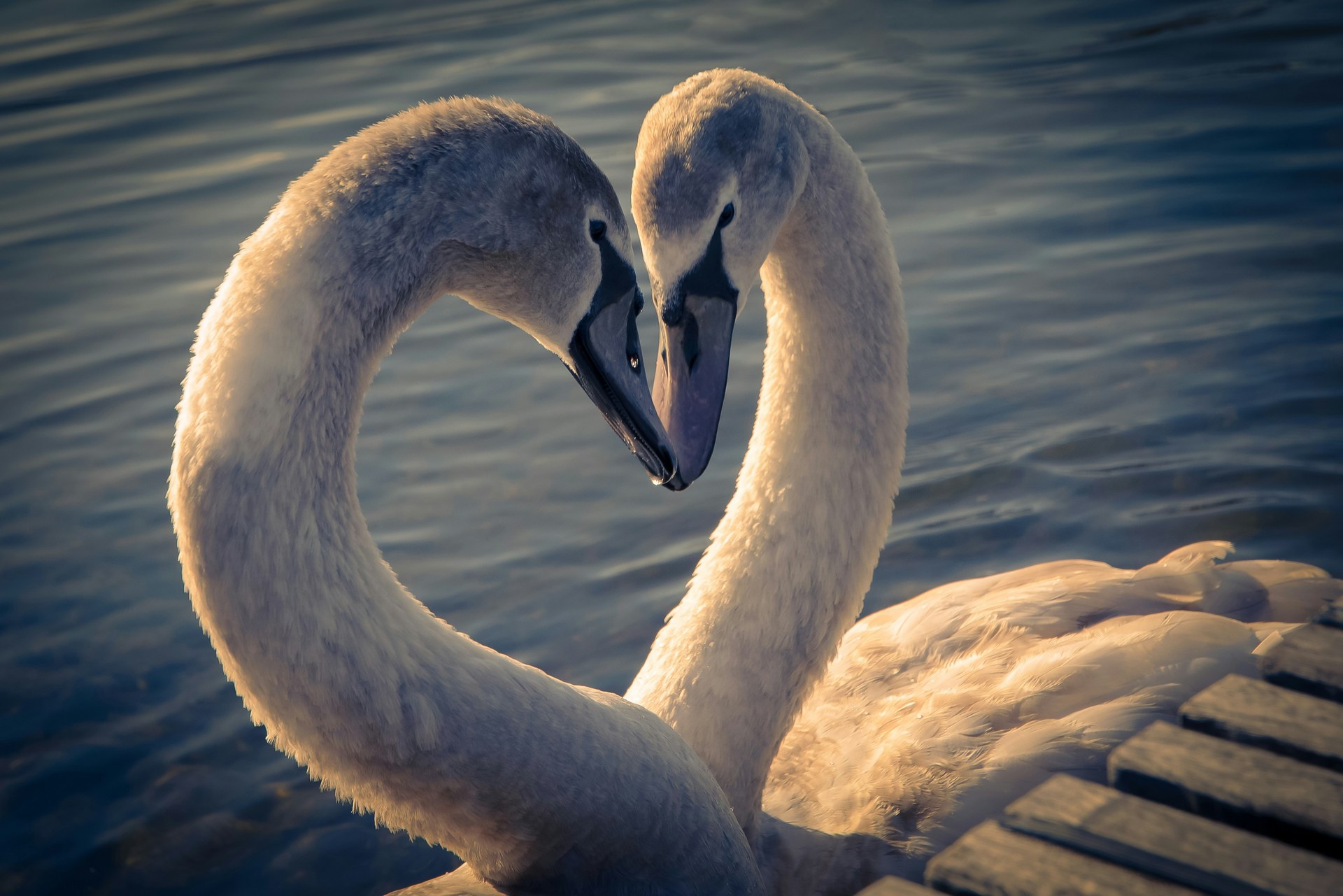 Deux cygnes formant un cœur, symbole d'amour